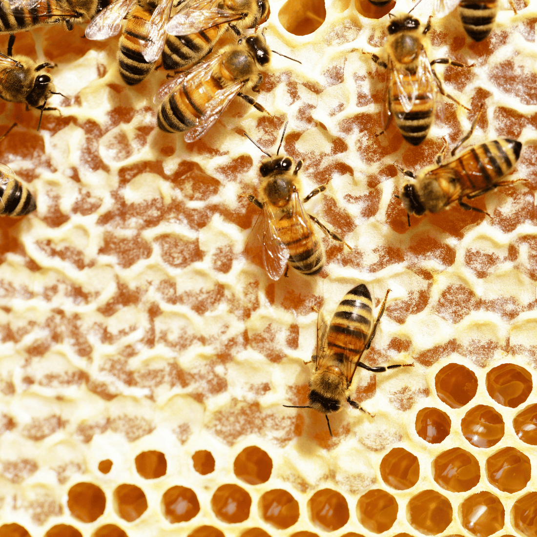 Close-up of bees on honeycomb showcasing bee wax used in crafting leather wallets.